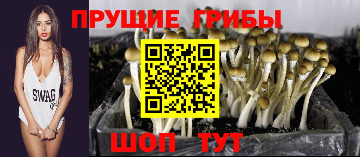 закладка  Вход с VPN  Керчь  Галлюциногенные грибы Psilocybe 